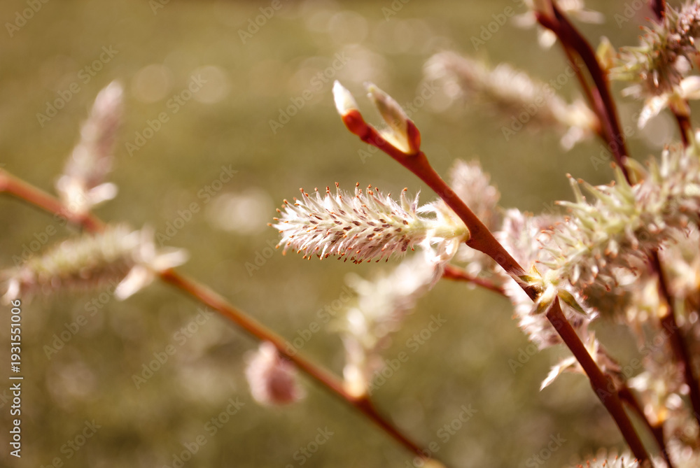 Fototapeta premium Blooming verba in spring park. Flowering willow branches in sunny weather. Easter season