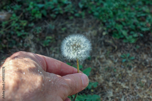 Man's hand picking a dandelion flower in a green field