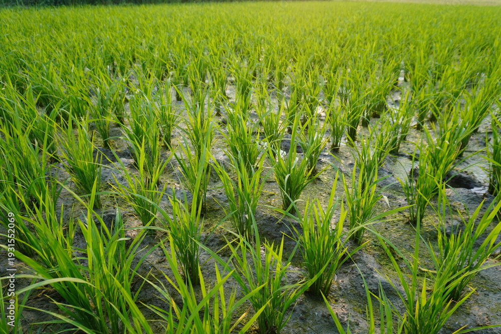 Fototapeta premium Young Rice Plants in Flooded Paddy Field