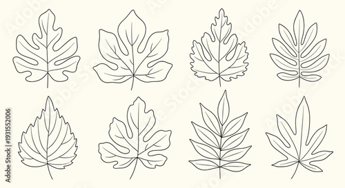 Diverse botanical leaf outlines in elegant line art. A collection of various tree and plant foliage shapes and vein patterns for natural design illustration