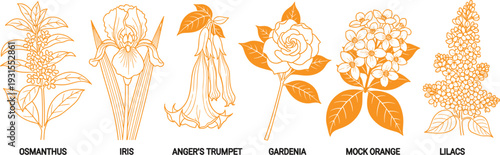 Botanical flower set featuring osmanthus, iris, angels trumpet, gardenia, mock orange, lilacs line art illustration
