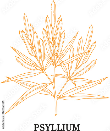 Psyllium plant botanical illustration with seeds and leaves medicinal herb line art isolated background