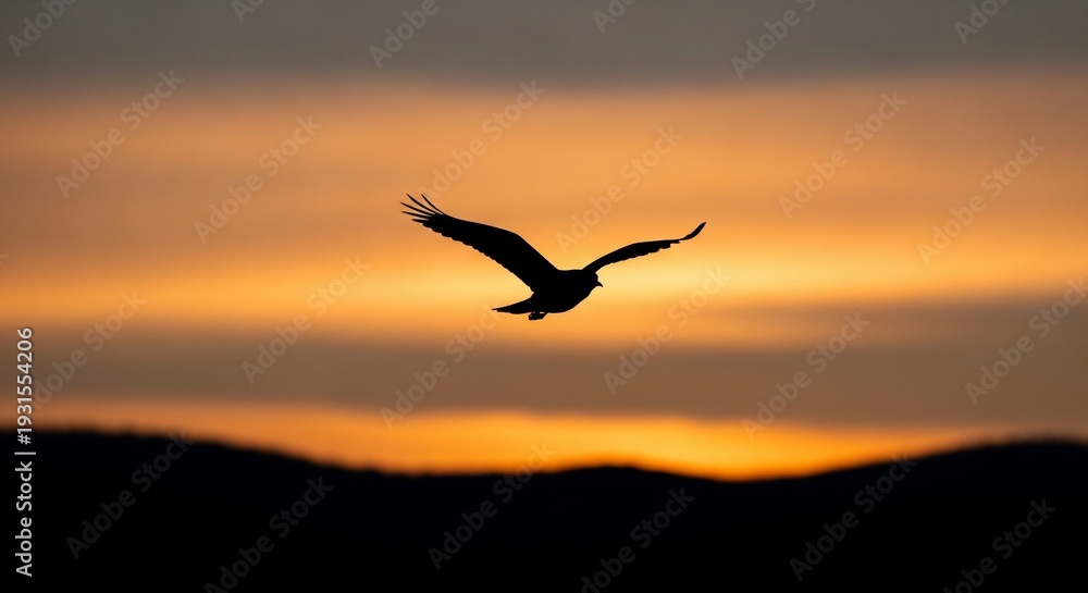 Fototapeta premium Bird silhouette soaring sunset background