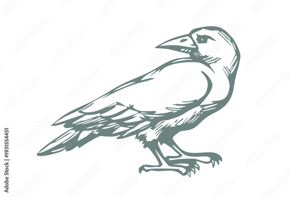 Fototapeta premium Vector drawing. Old big crow