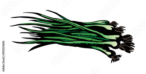 Vector drawing. A large bunch of onions