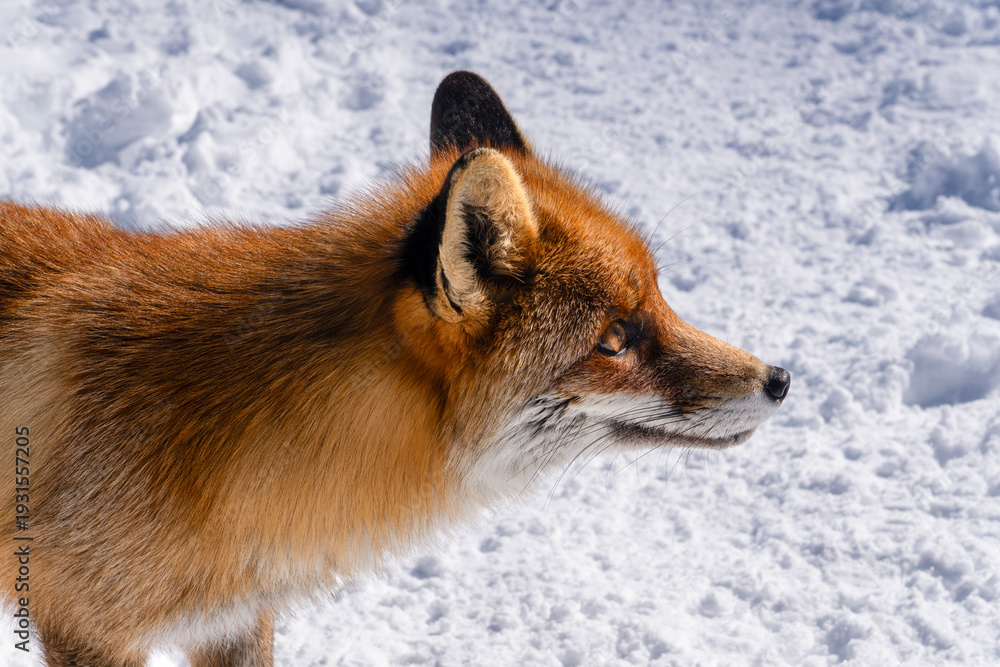 Obraz premium Red Fox, Vulpes Vulpes, on the snow in High Tatras in Poland