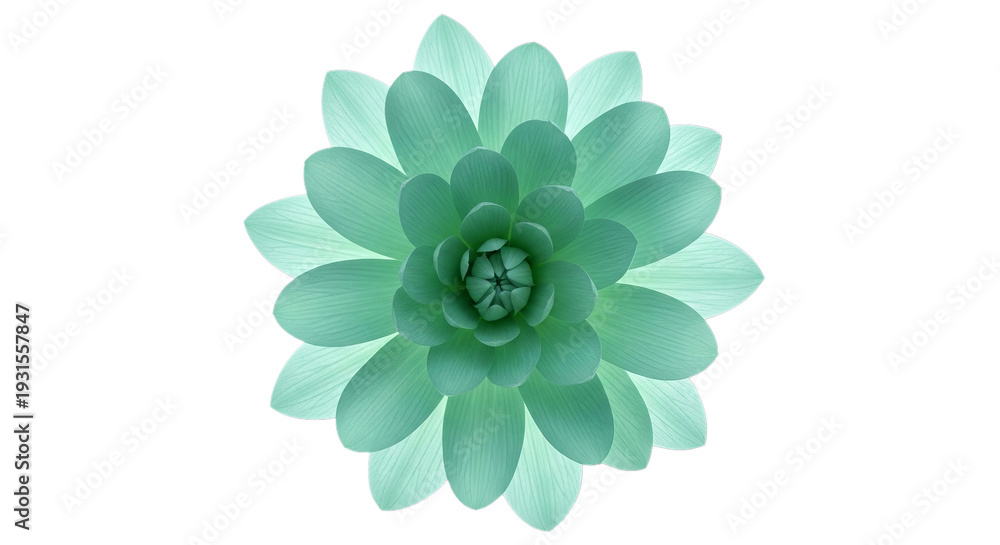Fototapeta premium Vibrant teal succulent plant with intricate layered petals on a clean white background.