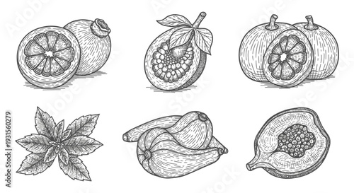 vintage woodcut illustration of various fresh fruits and a mint herb perfect for organic food branding or healthy eating concepts