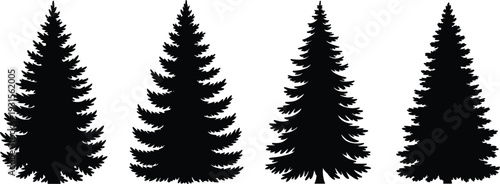 Collection of four black silhouette pine trees with detailed branches on a white background fir tree