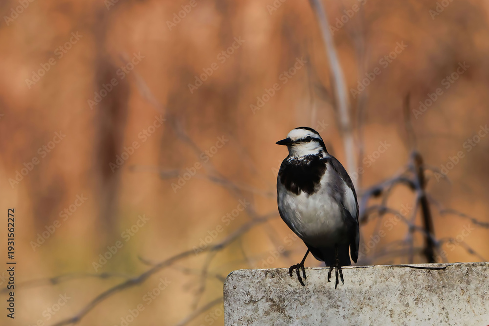 Obraz premium 池のほとりんのセキレイ