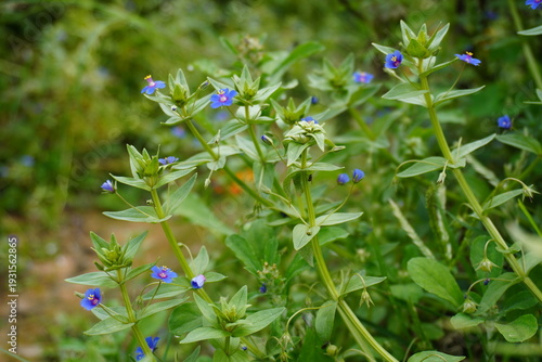 Blue Pimpernel Flowers on Lush Green Foliage