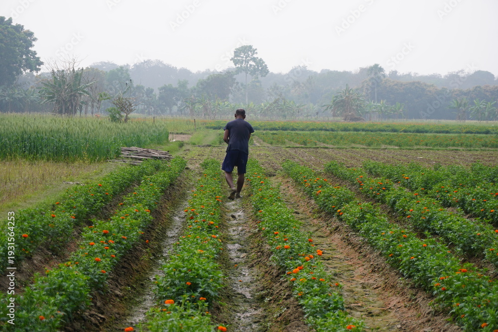 Fototapeta premium Farmer Walking Through Cultivated Crop Field