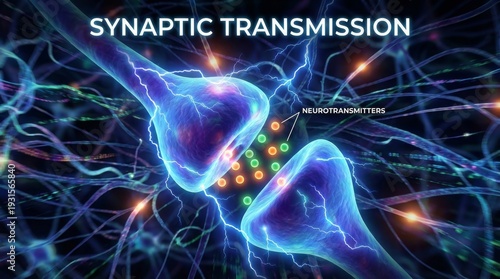 Synaptic Transmission of Neurotransmitters Between Neurons