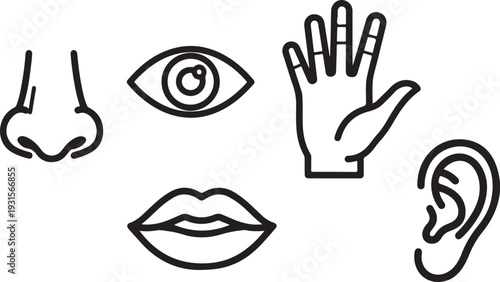 Illustrations of the five senses: sight, hearing, smell, taste, and touch isolated on transparent background