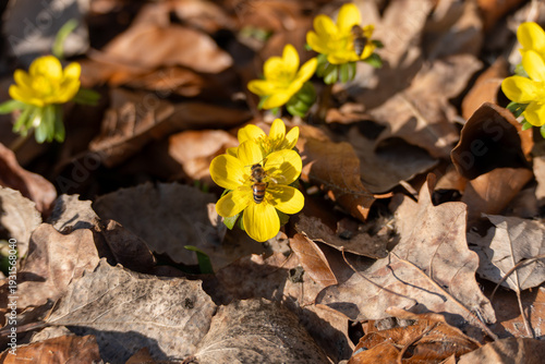 Yellow spring flowers bloom across a leafy forest floor. A bee gathers nectar under clear seasonal light.