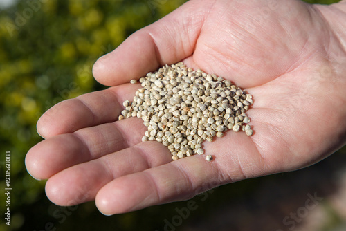 Farmer holding spinach seeds in his hand. Close-up view.