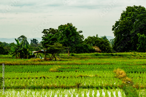 green rice field in Thailand