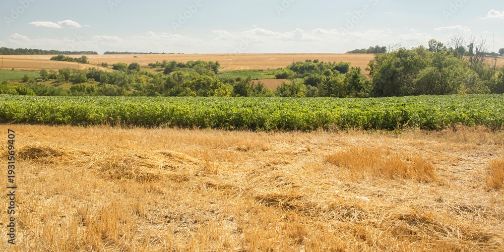 Obraz premium Golden stubble of wheat field under clear blue sky. Landscape of field with mowed wheat, harvesting of grain crops. Agriculture, harvesting.
