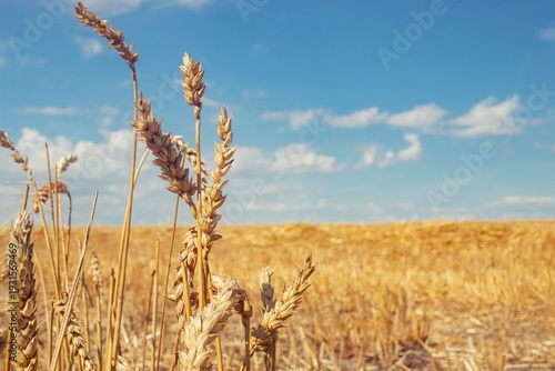 Golden wheat ears in the field. Rural landscape. Seasonal wheat harvest.