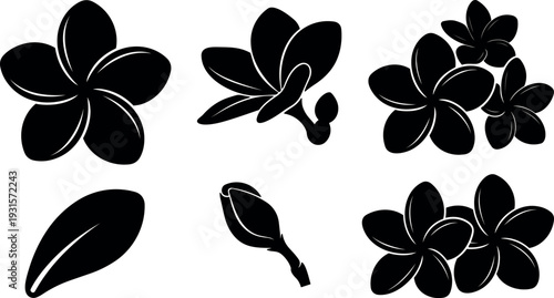Minimalist silhouette vector set of plumeria flowers and buds close up top view floral icons black shapes flat collection isolated