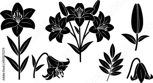 Flat design botanical vector of black lily silhouettes close up multiple stems buds leaves on white background minimal studio isolated