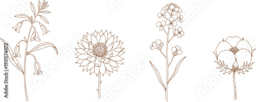 Vintage botanical illustration set featuring detailed floral sketches of diverse plants, natural ink drawing style, organic flower artwork, botanical study 