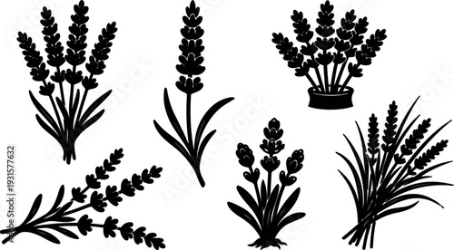 Minimalist botanical vector lavender sprigs close up side view multiple stems bouquets in silhouette flat design black hand drawn composition