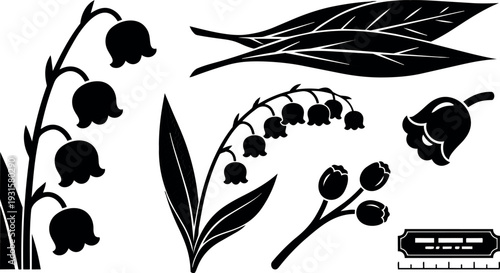 Minimalist vector silhouette lily of the valley botanical elements close up single stem cluster leaves black on white flat floral