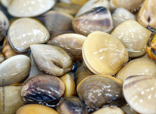 A pile of shells in water
