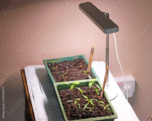 Φωτογραφία Young chilli seedlings under a grow light indoors in the Springtime to aid strong growth
