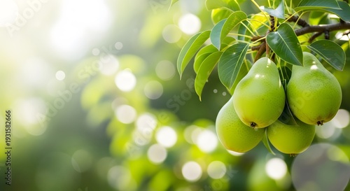 Green pears hanging from a tree branch on a sunny day with blurred background
