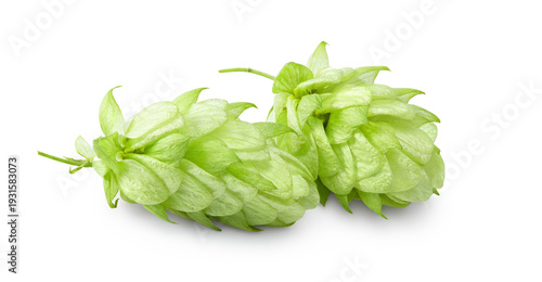 Hop cones isolated on white background. Beer brewing ingredients. Beer brewery concept. clipping path