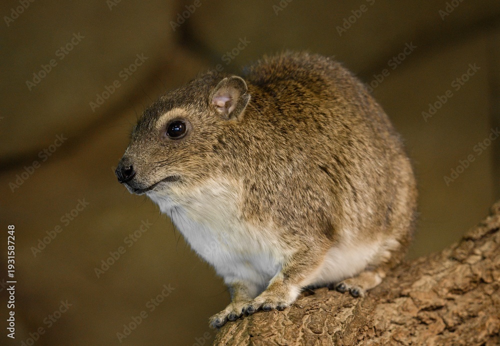 Obraz premium bush hyrax 