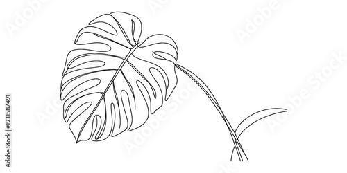 Monstera deliciosa leaf line art illustration featuring iconic fenestrations and a long stem Vector, illustration