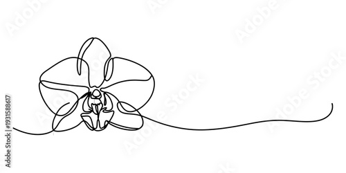 Continuous line drawing of an orchid flower isolated on a white background for minimalist design. Vector, illustration