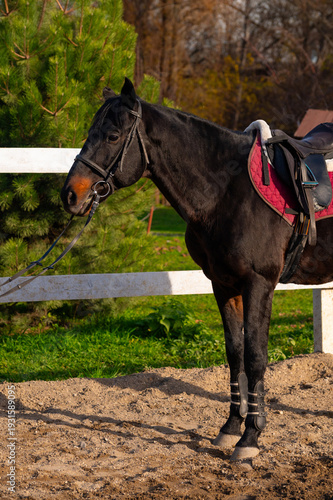 Black horse with saddle stands beside a white fence in a riding arena, surrounded by green grass and trees under a clear blue sky
