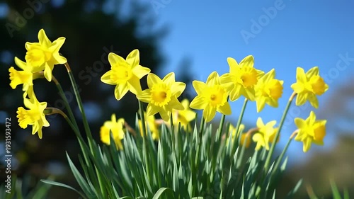 Daffodils Blooming in Spring Garden Scene.