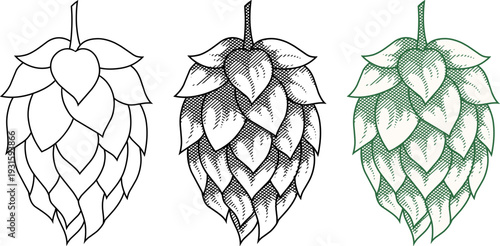 Set of vintage etching style hops cones illustration.for brewery branding, craft beer labels, and organic farm packaging.