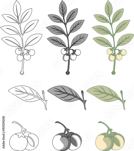 Katuk Plant  Sauropus Androgynus Vintage Etching Illustration Set.Perfect for herbal medicine packaging, traditional health product labels, organic skincare branding,botanical educational material.