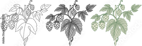 collection of common hops Humulus lupulus illustrations.vine, leaves,seed cones.vintage etching style,for craft brewery branding, organic product packaging, botanical textbooks, herbal medicine labels