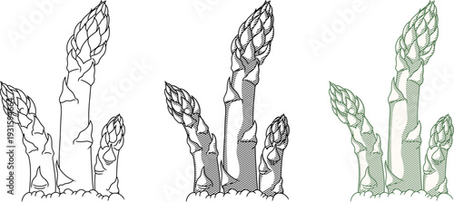 fresh asparagus sprouts.classic vintage etching style.Perfect for organic food branding, restaurant menus, and healthy lifestyle designs.