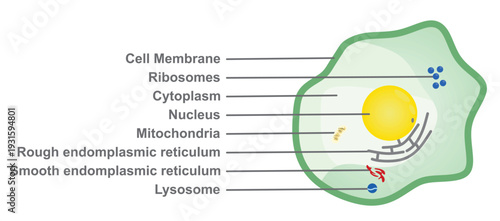 Human cell structure. vector illustration
