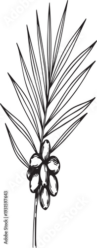 Stylized drawing of a palm frond with a cluster of oval fruits leaves tropical