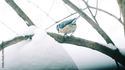 A blue tit sits on a branch during a snowfall