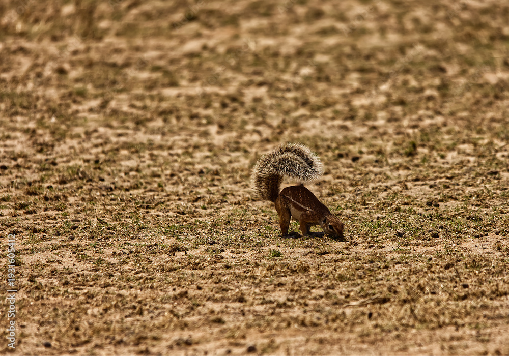 Obraz premium A Cape ground squirrel (Xerus inauris) forages on the dry, sandy ground, using its bushy tail as shade against the harsh sunlight. Photographed in its natural arid habitat.