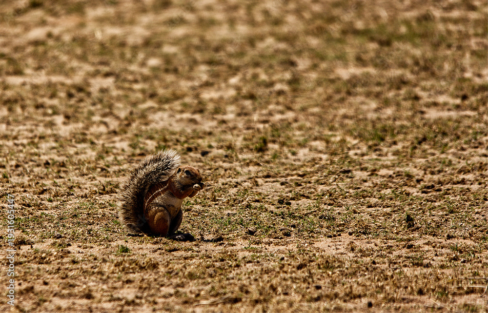 Obraz premium Cape Ground Squirrel Using Tail for Shade While Foraging 16993