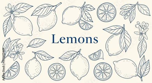 Hand drawn lemons and lemon leaves illustration set.