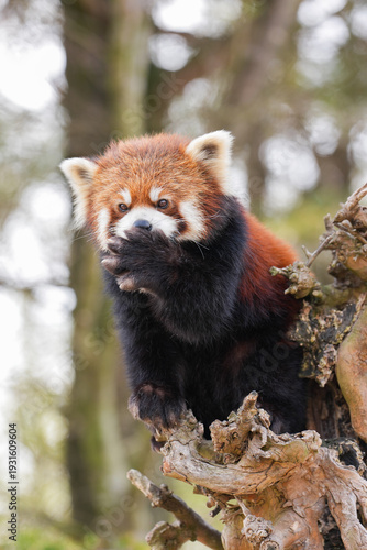 red panda