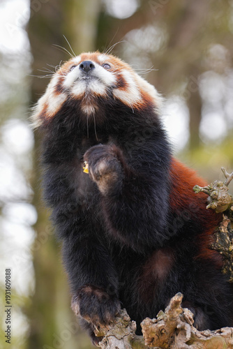 red panda