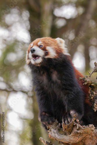 red panda